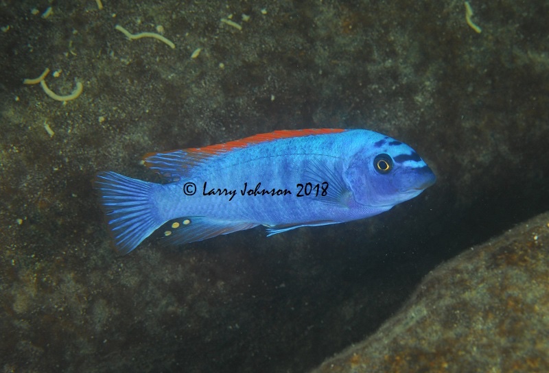 Labeotropheus trewavasae 'Mitande Reef (Rocks)'
